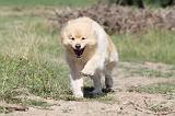 CHIEN FINNOIS DE LAPONIE 488